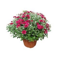 Chrysanthèmes d'automne 10 po