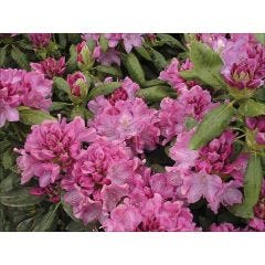 2G Rhododendron Assorted
