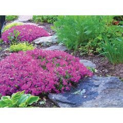 Creeping Phlox Assorted 1G