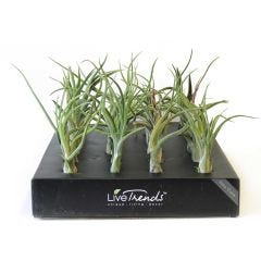 Indoor Tillandsia - Large Air Plant