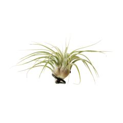 Indoor Tillandsia - Small Air Plant