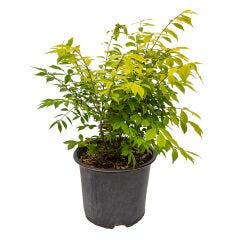 Dwarf Burning Bush 3G