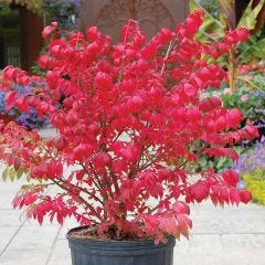 Dwarf Burning Bush 5G