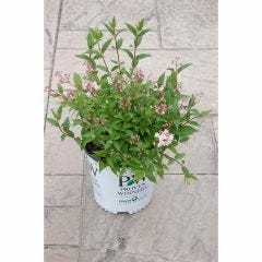 Yuki Cherry Blossom Deutzia PW 2G