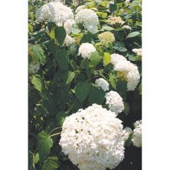 Annabelle Smooth Hydrangea 2G