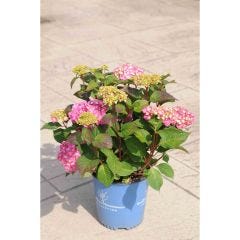 Endless Summer Bloomstruck Hydrangea 2G
