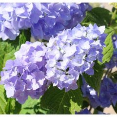 Endless Summer The Original Hydrangea (Blue) 2G