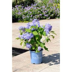 Endless Summer The Original Hydrangea (Blue) 5G