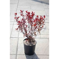 Cerisier de sable Purpleleaf 3 gal