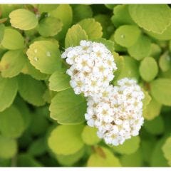Glow Girl Birchleaf Spirea Proven Winners 2G
