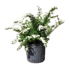 Snowmound Nippon Spirea 2G