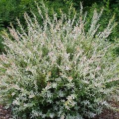 Saule tacheté standard 5 gal