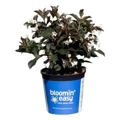 Tuxedo Weigela BE 2G