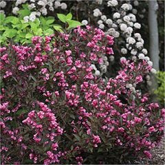 Wine & Roses Weigela Proven Winners 2G