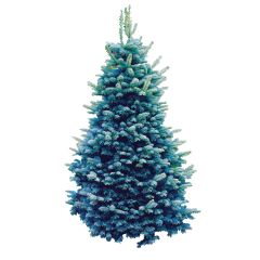 Baby Blue Spruce 5G
