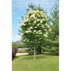 Lilas japonais Soie ivoire 7 gal