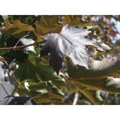 Crimson King Norway Maple 7G