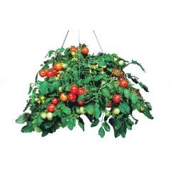 Cherry Tomato 10" Hanging Basket