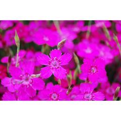 Dianthus Deluxe Assortment 1G