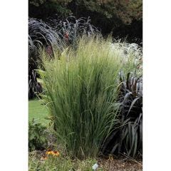 GRASS/ORNAMENTAL 5G