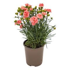 Perennial Assorted 1 Gallon