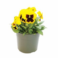 ANNUALS/ASSORTED 5.5"