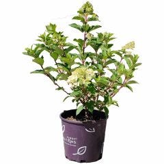 Hydrangea Vanilla Strawberry 7G