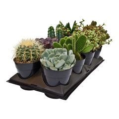 5" Assorted Cactus & Succulent