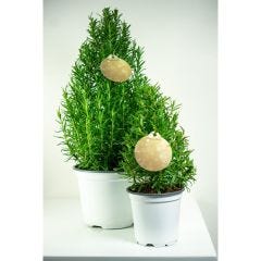 6" Rosemary Tree