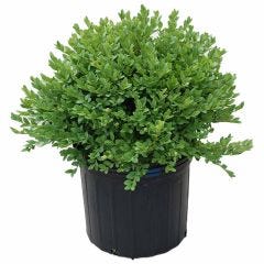 Green Velvet Boxwood 3G