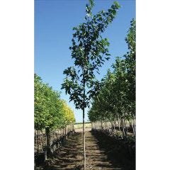 Red Sunset Maple 7G