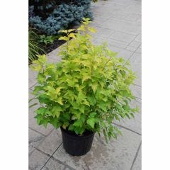 Lemon Candy Common Ninebark 2G