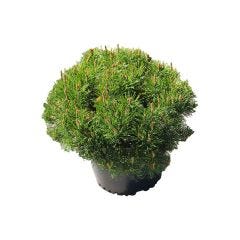 Dwarf Mugo Pine 2G