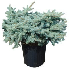 Globe Colorado Blue Spruce 3G
