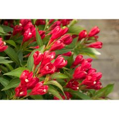 Crimson Kisses Weigela 2G