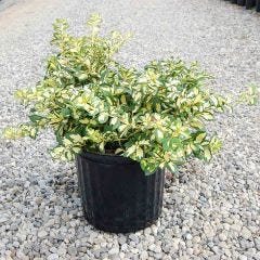 Euonymus Surespot 2 gal
