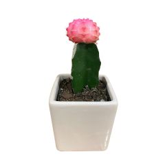 Cactus greffé avec pot 2,5 po