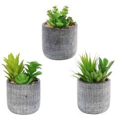 Black Etched Pot With plant-3 Assorted