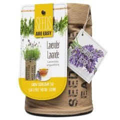EZ BIO Leavender Seeds