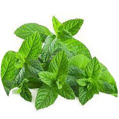 EZ Mint Seeds