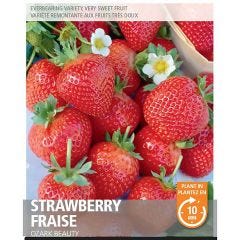 Strawberry Ozark Beauty