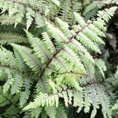 Deluxe Assorted Fern- 1G