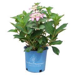 Endless Summer Twist-N-Shout Hydrangea-2G