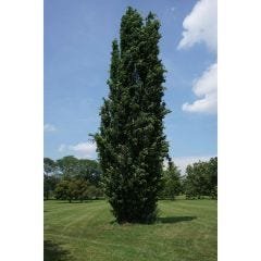 Chêne à gros fruits, 7 gal