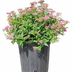 Neon Flash Japanese Spirea-2G