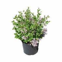 Lilas de Corée nain, 3 gal