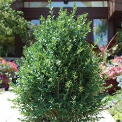 Green Mountain Boxwood 2G