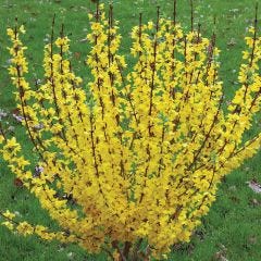 Forsythia Show Off PW 2G
