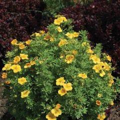 Mango Tango Bush Potentilla 2G