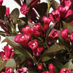 Electric Love Weigela 2G